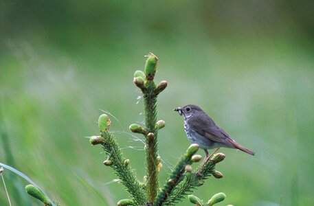 Bird Catharus guttatus hermit photo