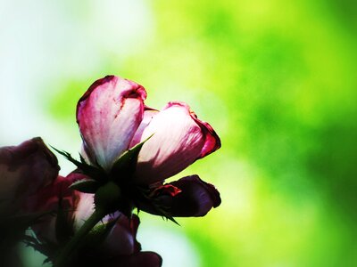 Beauty grunge nature