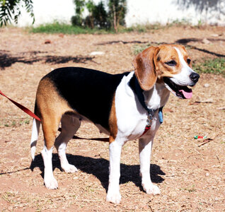 Beagle Standing photo