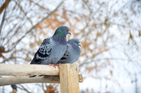 Twosome birds animals photo