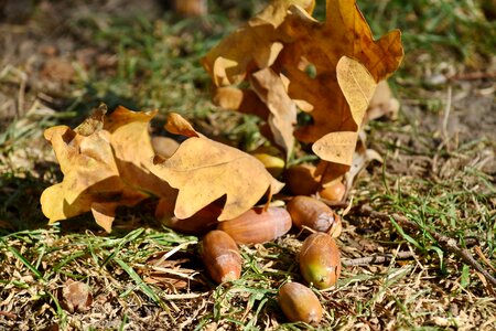 Acorn autumn season organism photo