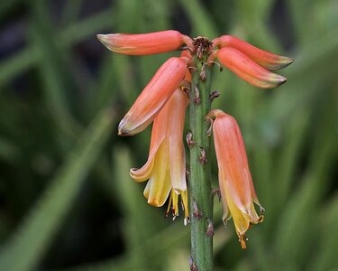 Beautiful Flowers biology bloom