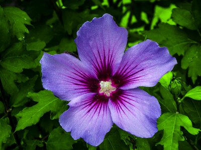 Nature flora flowers