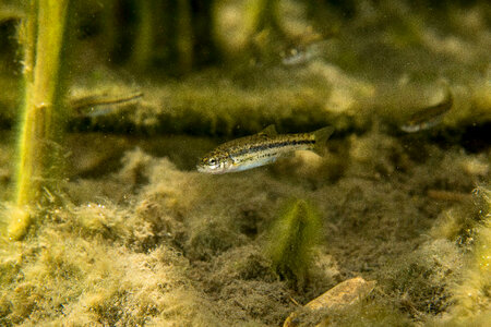 Ash Meadows Speckled Dace-1 photo