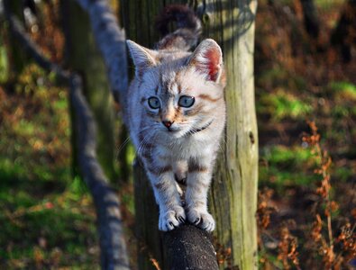 Animal cute kitten photo