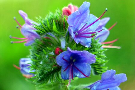 Blossom bloom blue