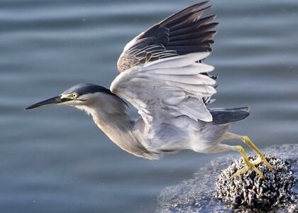 Animal avian beak photo