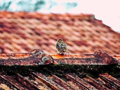 Sitting perched alone