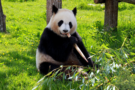 Panda Bear eating Bamboo on the ground photo