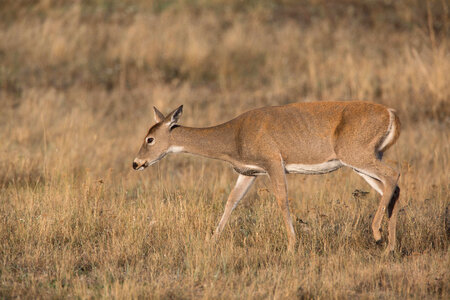 White-tailed Deer-1