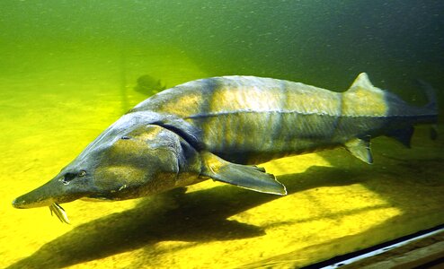 Animal fauna fish
