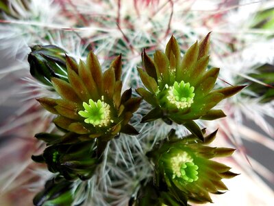 Blossom cactus close-up