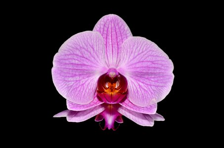 Pink orchids flower