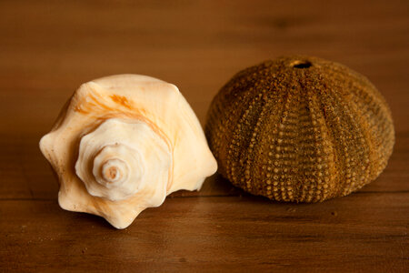 Big Shell