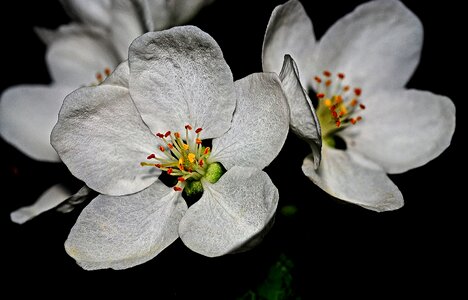 Nature tree flower
