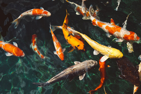 Colored Koi fish in Pond photo