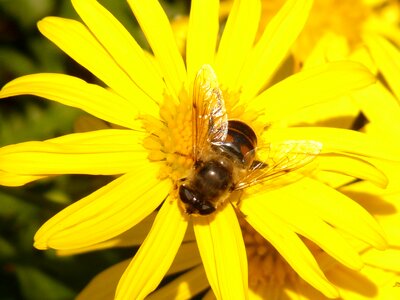 Tree daisy marguerite yellow