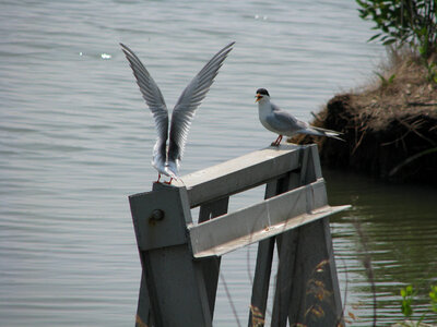 This Forster's tern has angel wings photo