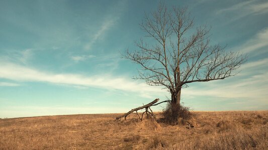 Field grassland ground photo