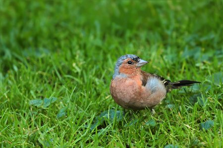Chaffinch songbird garden