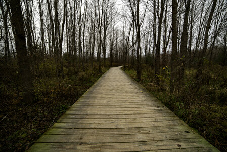 Boardwalk and Forest