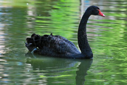 Swan water pond
