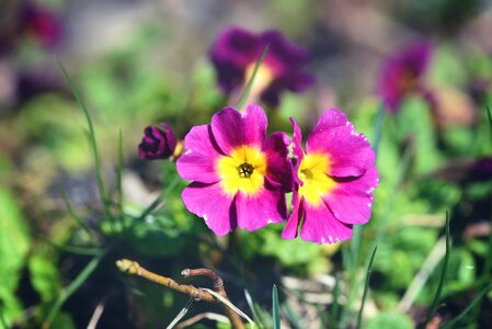 Plant flowers pink photo