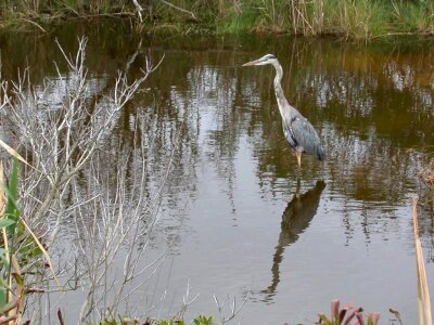 Blue egret fishery