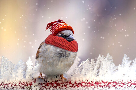 Birdie dressed in winter clothes photo