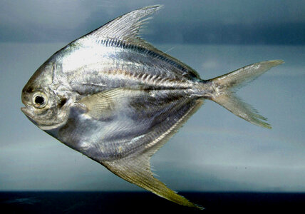 American harvestfish - Peprilus paru