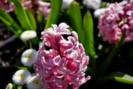Garden blossom nature