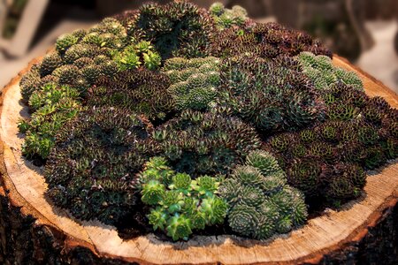 Plant roof houseleek ordinary house turmeric
