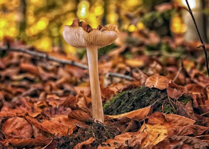 Leaves mushroom picking nature