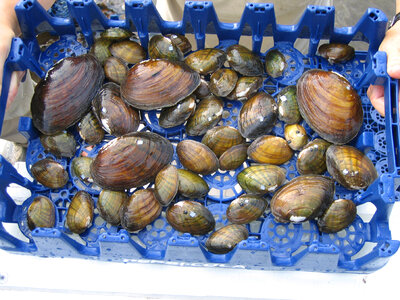 Mussels in plastic dish racks