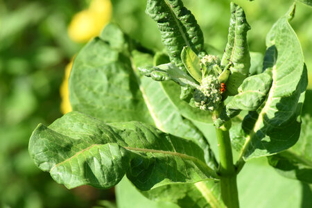 Milkweed damaged leaves bug