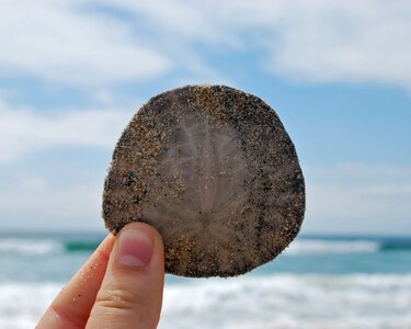 Sand dollar summer
