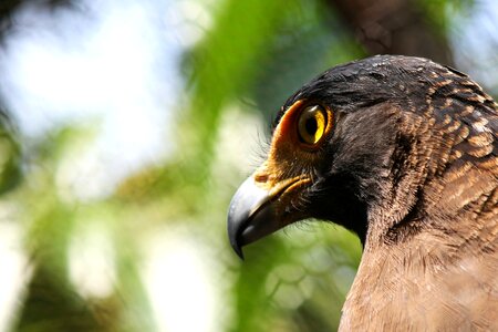 Bird fly wings photo