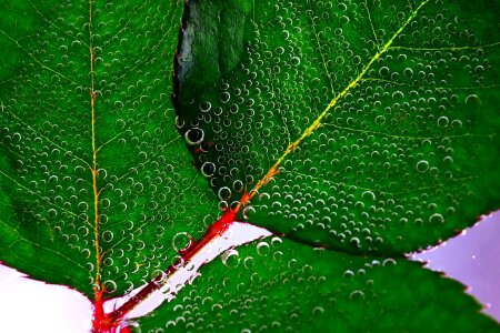 Dark Green green green leaves