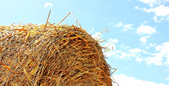 Agriculture blue sky countryside
