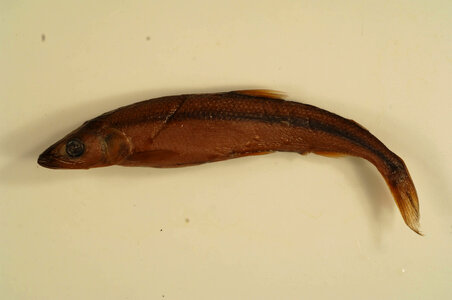 Osmerus mordax mordax-2