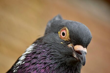 Beak close-up eye
