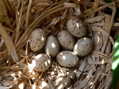 Clutch common moorhen wildlife photo