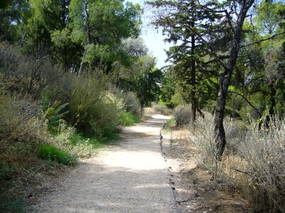 Summer forest road