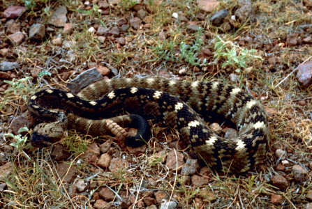 Black-tailed rattlesnake