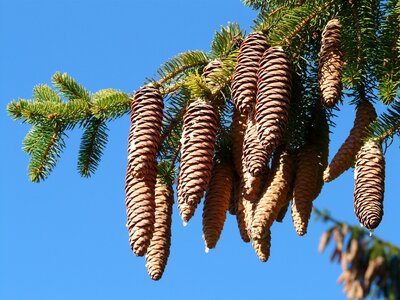 Conifer common spruce picea abies