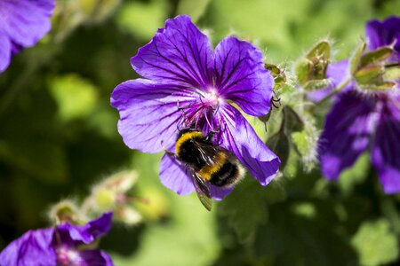 Insect animal collecting photo