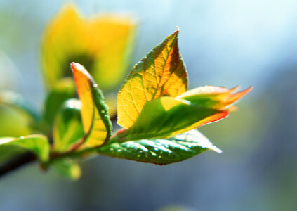 tea green leaves photo