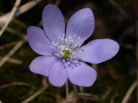 Harbinger of spring hepatica nobilis spring