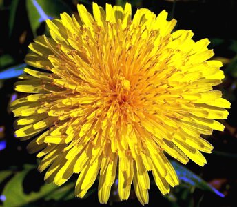 Blossom dandelion flora