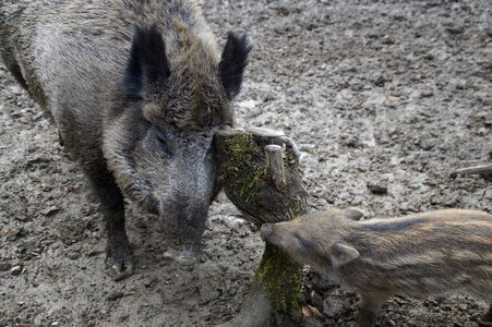 Mother and child wild boar quagmire photo